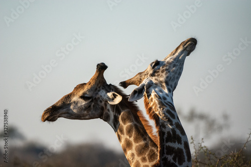 Photography Giraffes in Kruger park