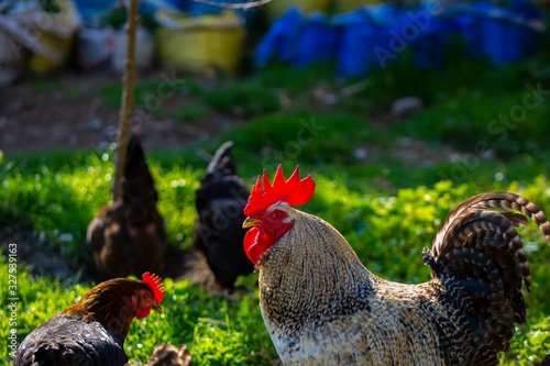  Colorful rooster and hens on sunny day outdoors	 photo