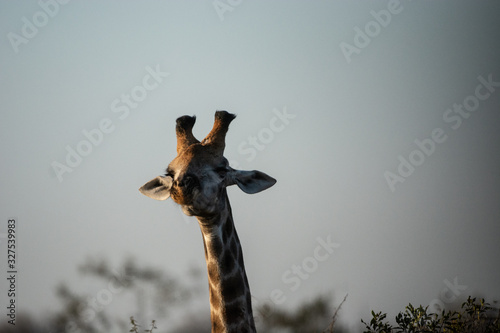 Photography Giraffes in Kruger park