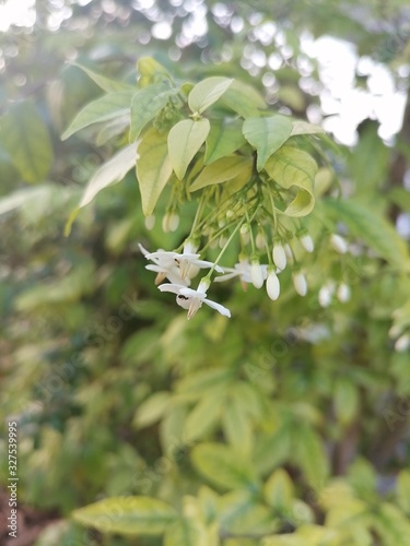 Shot close-up of white flowers in nature © suththirat