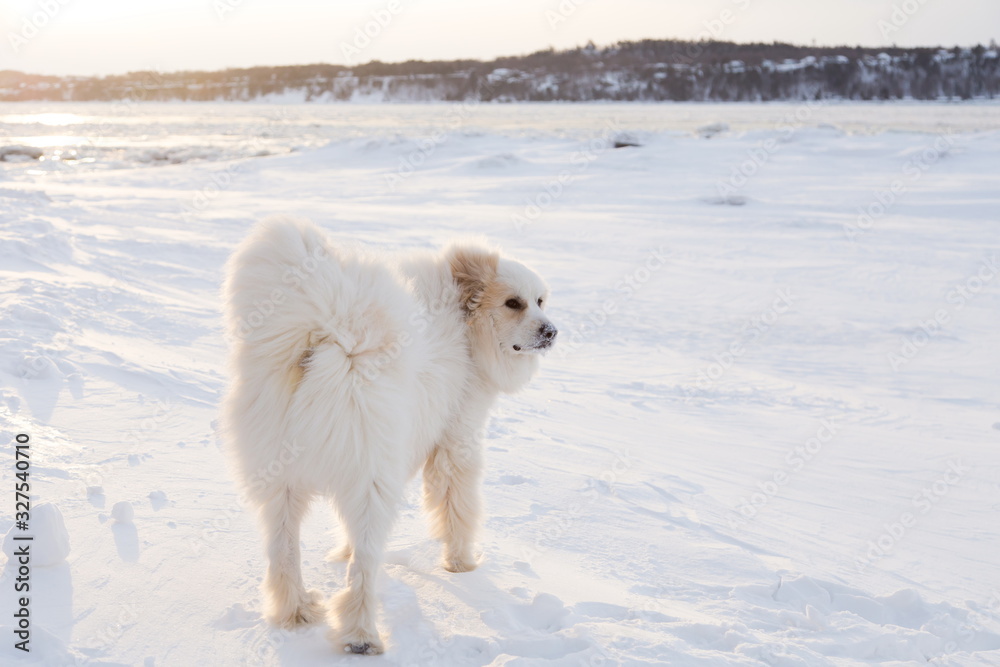 Rear view of gorgeous side lit lit Pyrenean Mountain Dog standing in fresh snow on the St. Lawrence River shore looking to its right during a sunny winter morning, Quebec City, Quebec, Canada