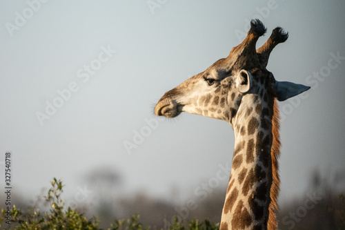 Canvas Print Closeup of a giraffe's face