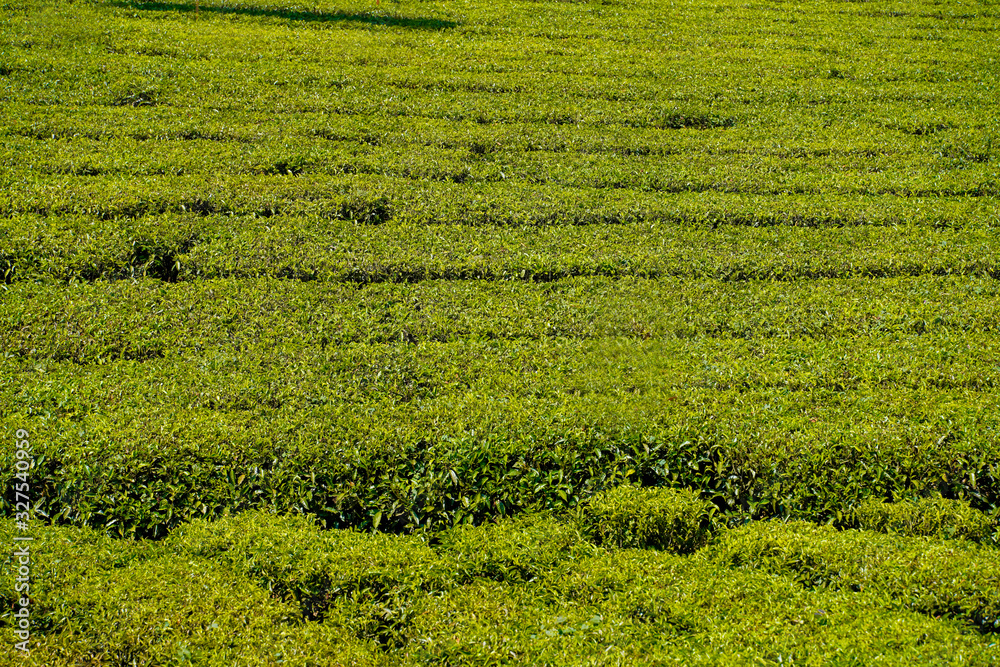 Tea plantations in Munnar, Kerala, India. Tea plantations in Munnar, Kerala, India.
