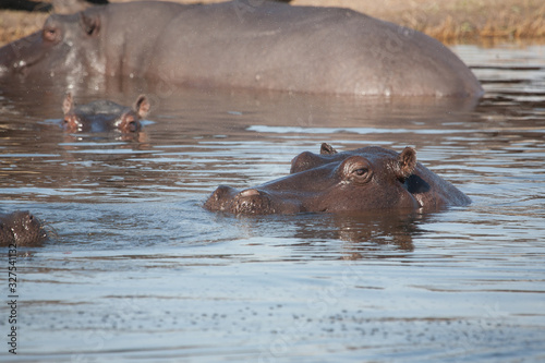 Hyppo in Botswana photo