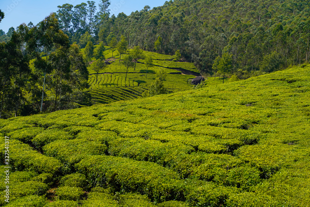 Tea plantations in Munnar, Kerala, India.