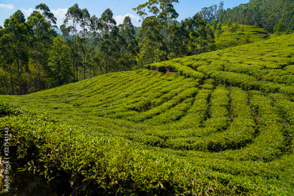 Tea plantations in Munnar, Kerala, India. Tea plantations in Munnar, Kerala, India.