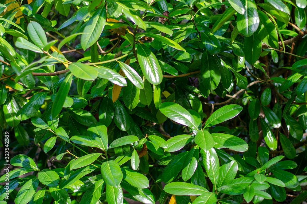 Obraz premium Bright green shiny leaves of magnolia. Texture