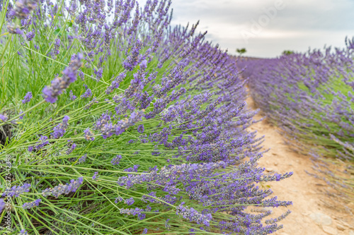 Summer floral closeup  bright purple lavender flowers. Sunset over a violet lavender field in Provence  France.