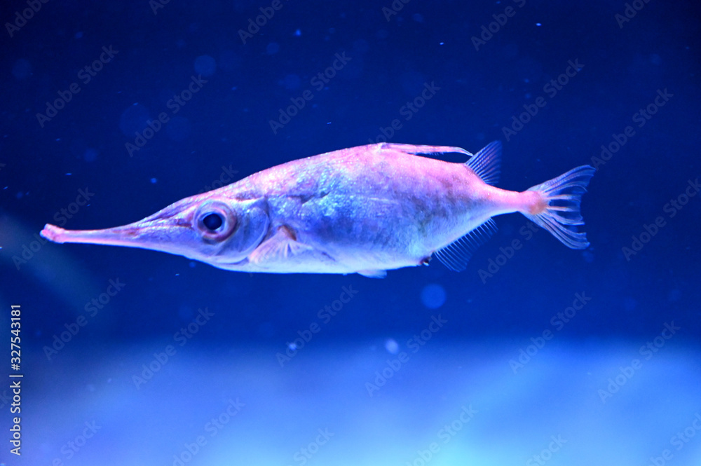 とても細長い口のユニークな魚 サギフエ Stock Photo Adobe Stock