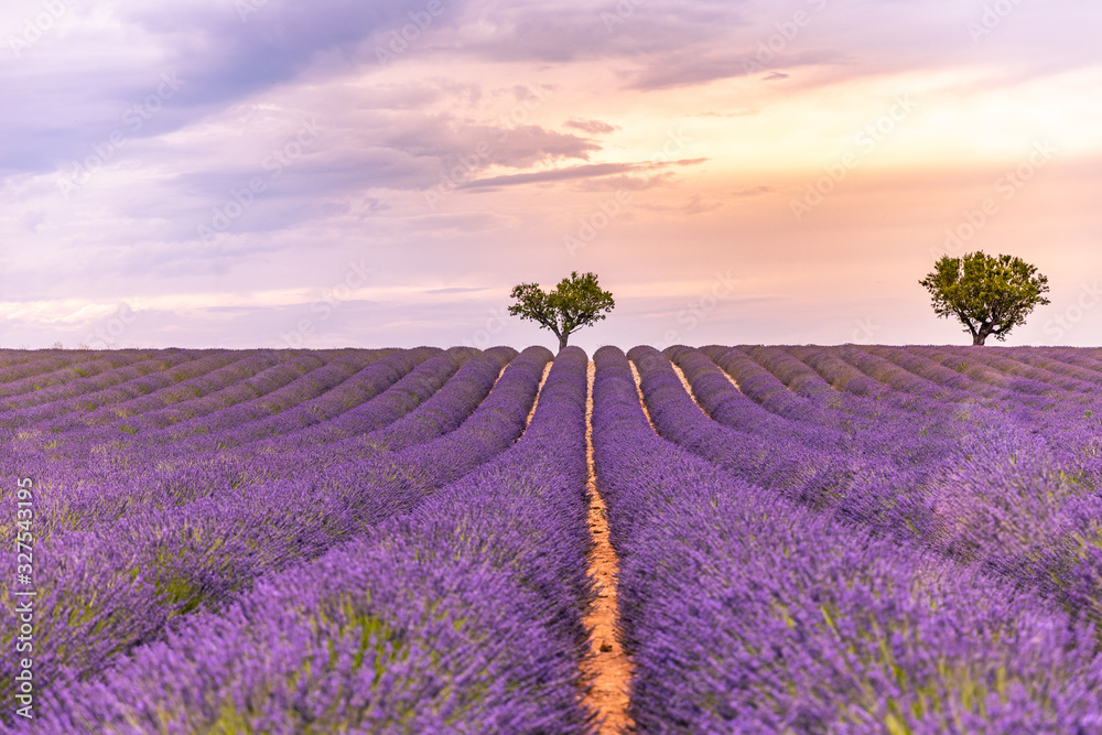 Fototapeta Artystyczny krajobraz wiosna lato. Pastelowe kolory pola zachodu słońca. Lawendowe pole lato zachód krajobraz z dwoma drzewami w pobliżu Valensole.Provence, Francja