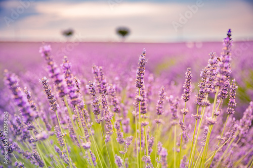 Summer floral closeup  bright purple lavender flowers. Sunset over a violet lavender field in Provence  France.