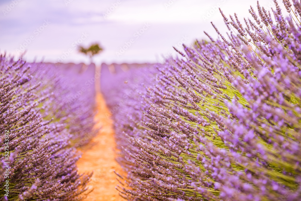 Obraz premium Summer floral closeup, bright purple lavender flowers. Sunset over a violet lavender field in Provence, France.