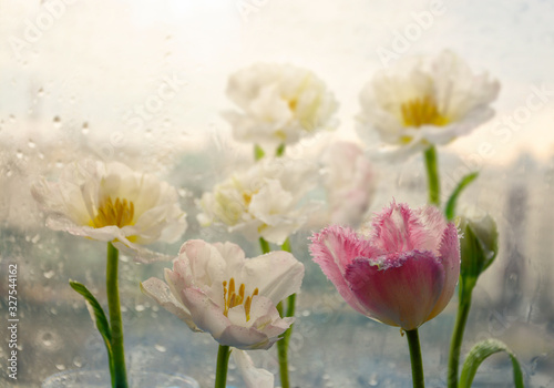 Tulips on the window with raindrops. March 8. Beautiful flowers on glass. background