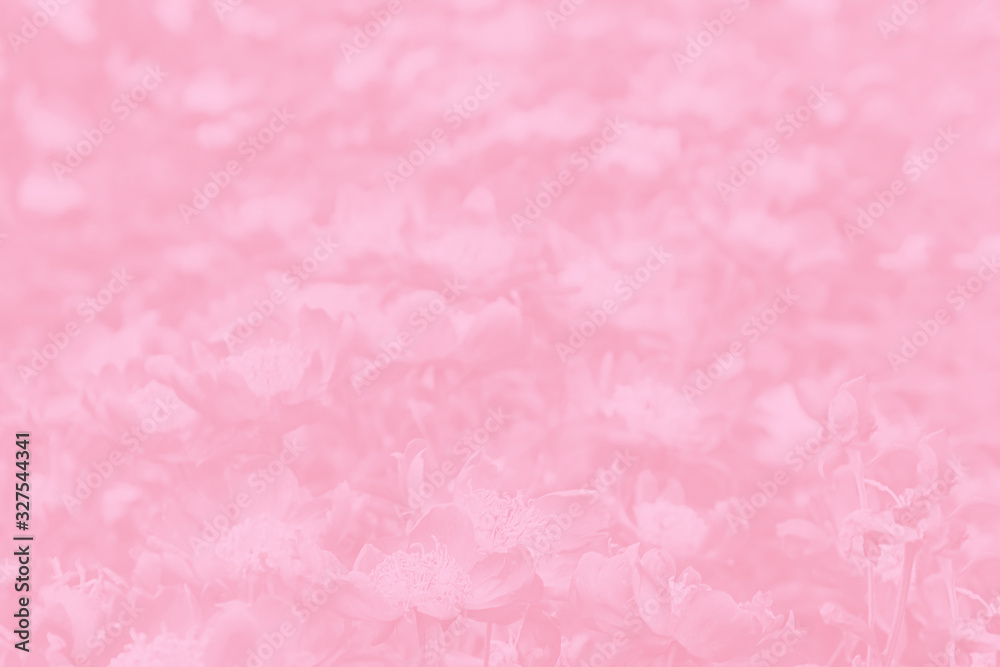 Pink coral gradient background with flowers. Flowers pattern