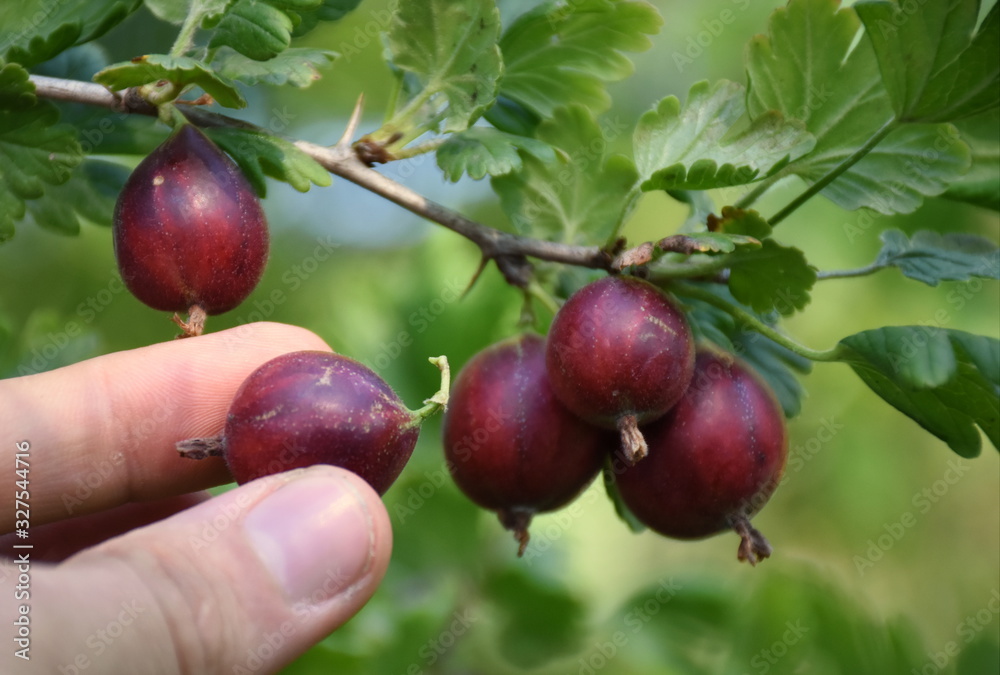 picking gooseberries in the garden picking gooseberries in the garden