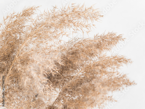 Dry beige reed on a white wall background. Beautiful nature trend decor. Minimalistic neutral concept. Closeup