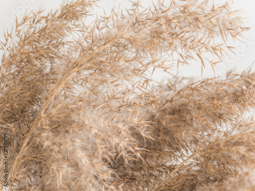 Dry beige reed on a white wall background. Beautiful nature trend decor. Minimalistic neutral concept. Closeup