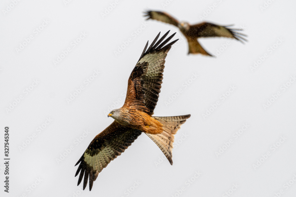 Fototapeta premium Red kite (Milvus milvus) flying in a clear sky over mid-Wales