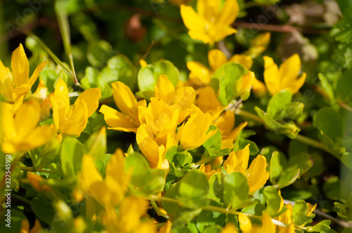 Moneywort, Lysimachia nummularia, Goldilocks plants and yellow flowers lie on sandstone in the garden.