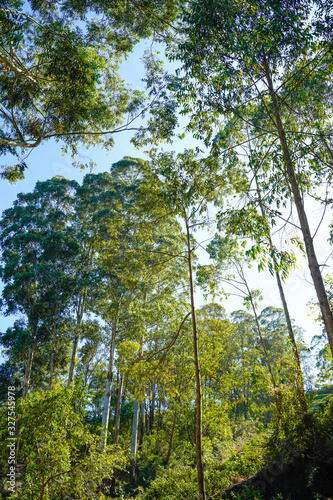 Famous  beautifut and ever green hill station  Munnar  in Kerala  South India