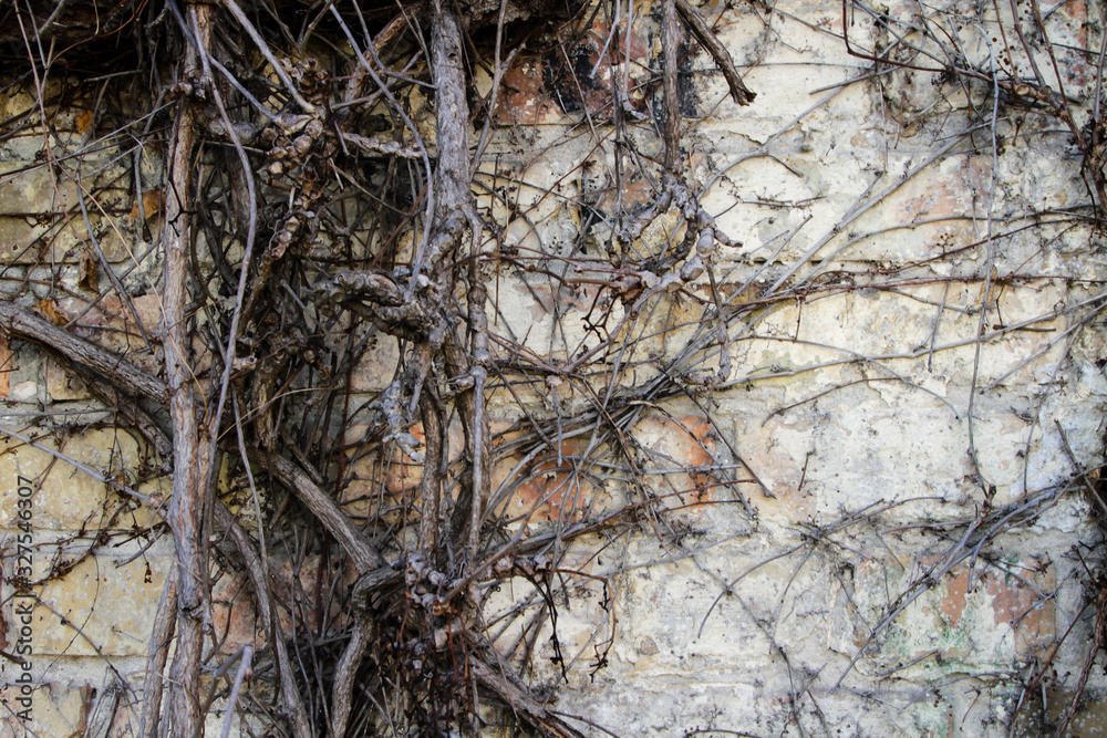 Brick wall covered with wild grapes. Background. Brick wall covered with wild grapes. Background.