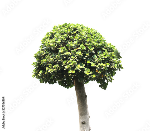 tree lsolated on white background
