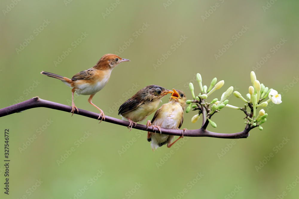 Naklejka premium Baby Zitting Cisticola bird waiting for food from its mother, Zitting Cisticola bird on branch