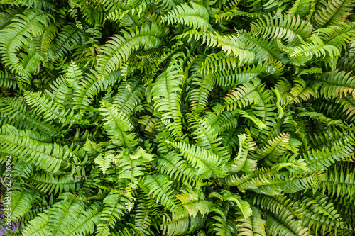 Tropical nature. Beautiful ferns leaves green foliage. Floral fern background. Ferns leaves green foliage. Tropical leaf. Exotic forest plant. Botany concept. Ferns jungles. Vibrant ferns close up.