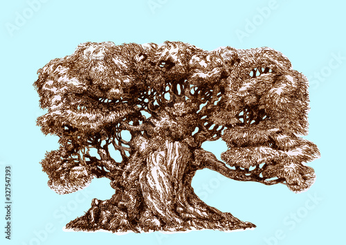 Old big fabulous tree, ink drawing.