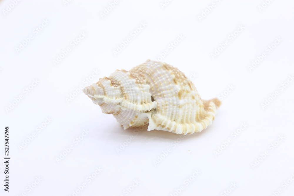 seashell white background picture of the sea seashell white background picture of the sea