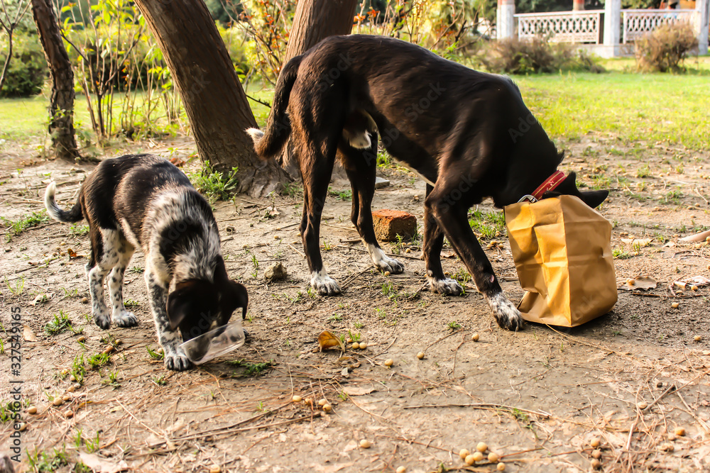 A picture of dog eating food in garden A picture of dog eating food in garden