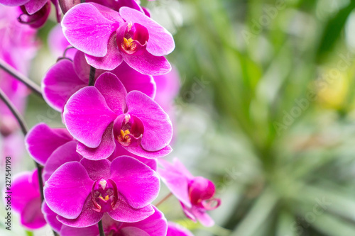 Orchid shrubs isolated. other plants in the blurred background