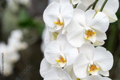 Orchid shrubs isolated. other plants in the blurred background