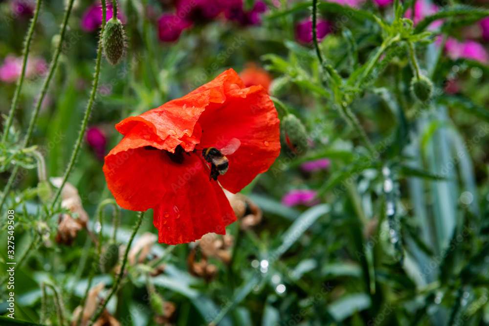 Red poppy flower on dark green background summer time Red poppy flower on dark green background summer time