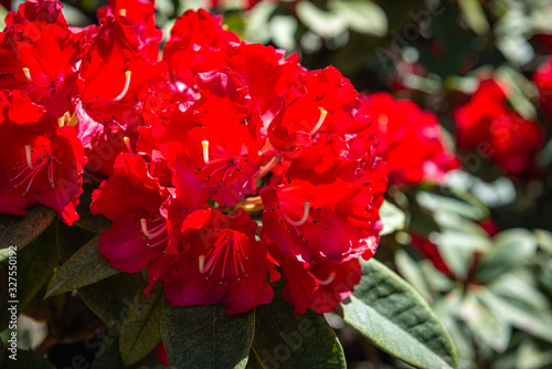 red flower in the garden