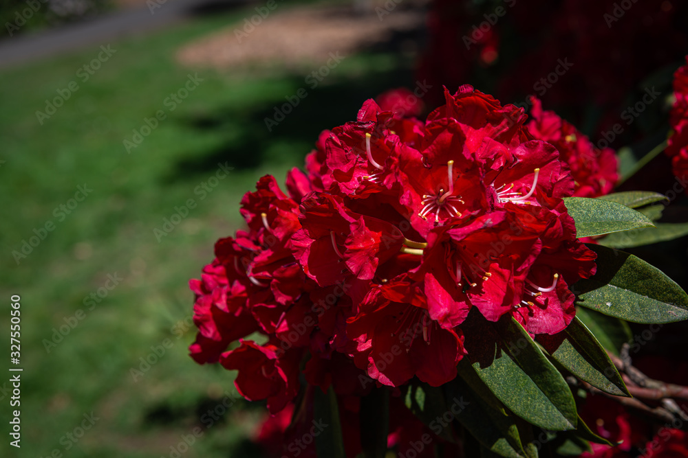 red flowers in the garden