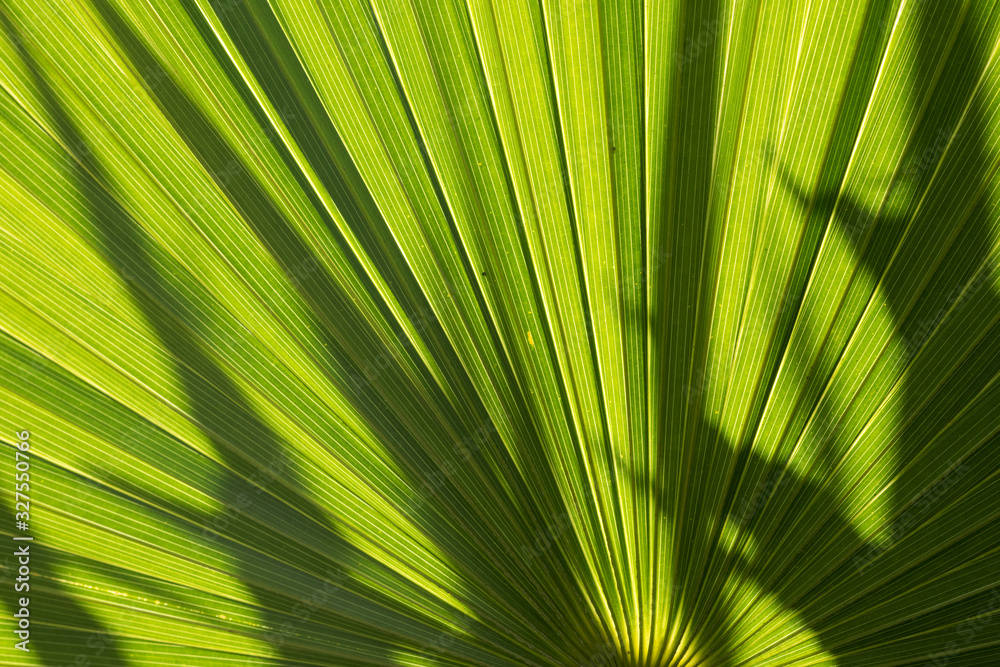 Fototapeta premium Top view of date palm tree isolated on white background / phoenix leaf