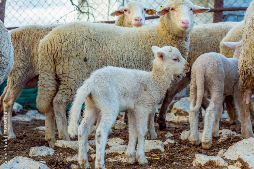 Fototapeta premium Cute little lambs during sunrise
