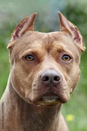 Beautiful ginger dog of american pitbull terrier breed, close-up portrait of red female with old-fashioned ear cut. Serious look right to the camera, green grass background, outdoors, copy space.