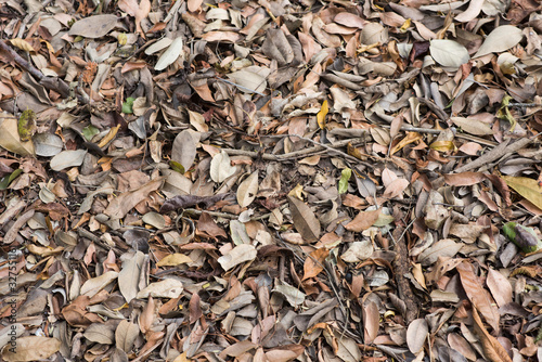 Background with dry leaves on the ground of a wood. Natural graphic background