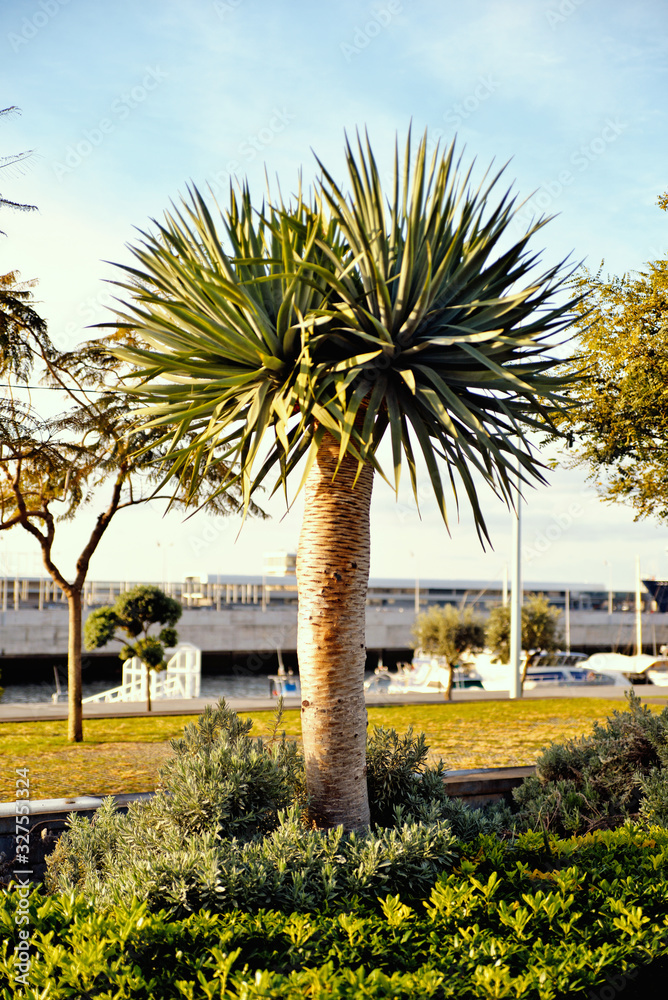 Fototapeta premium palm trees on the beach