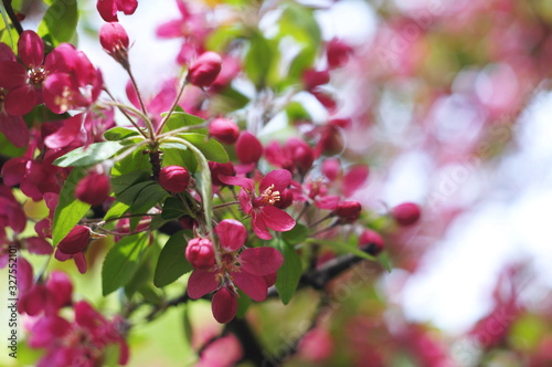 Apple tree blossom. Bokeh blur in the background. Spring.