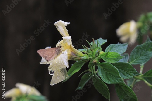 pequena mariposa pousada sobre flor amarela