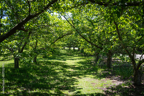 path in the forest