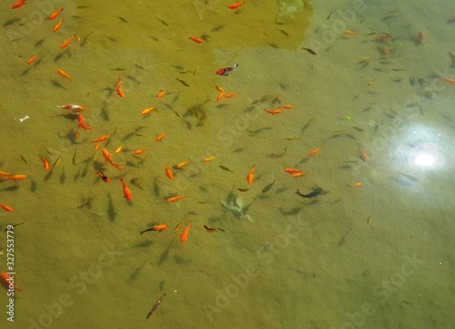 autumn leaves background