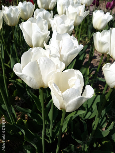 Tulipa, Antarctica, Tulpenbluete photo