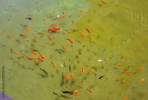 koi fish in pond