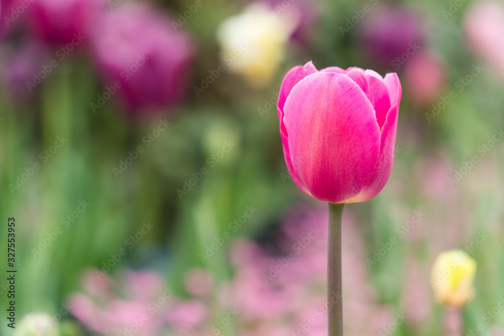 Tulips isolated. other plants in the blurred background