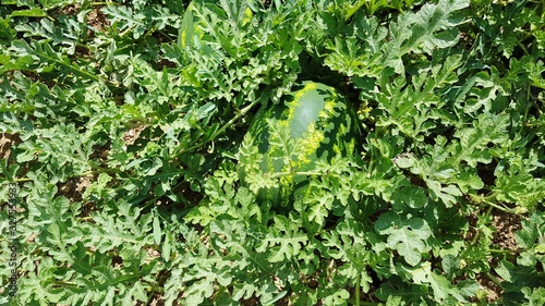 background of green leaves