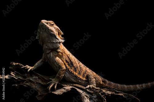 male bearded dragon Orange color sitting on a wooden branch on black background, studio Close Up Macro